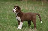 BORDER COLLIE 1562